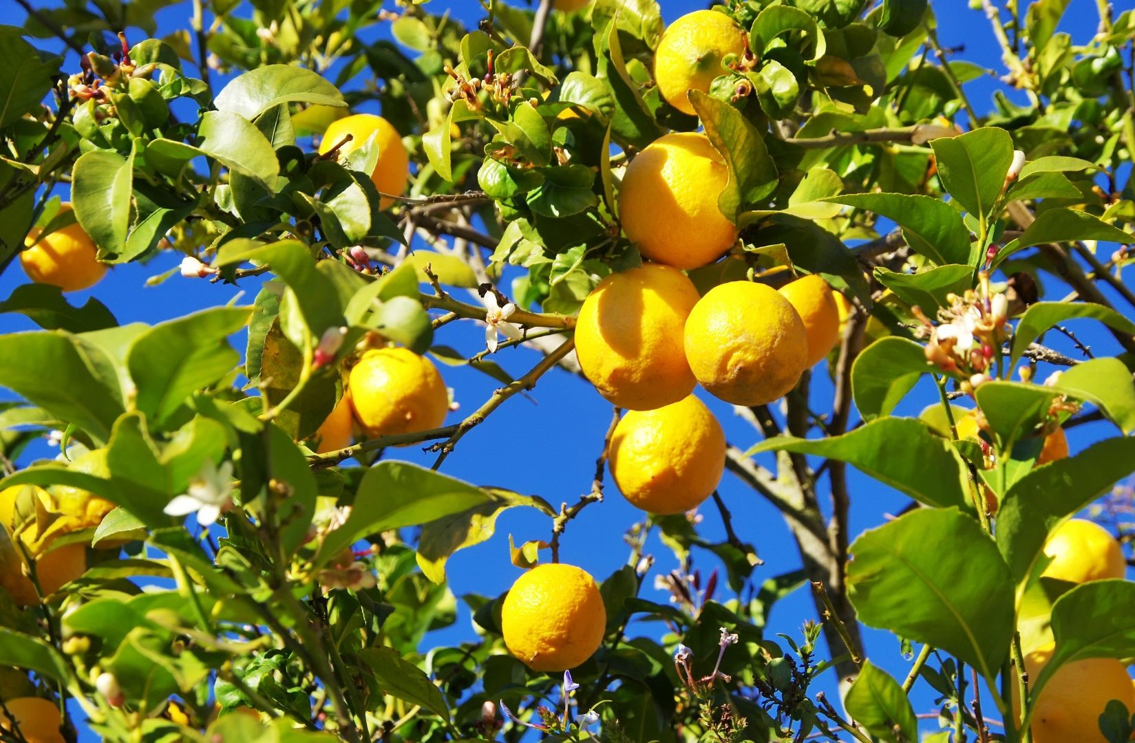 Citrus x limon (Lemon tree)