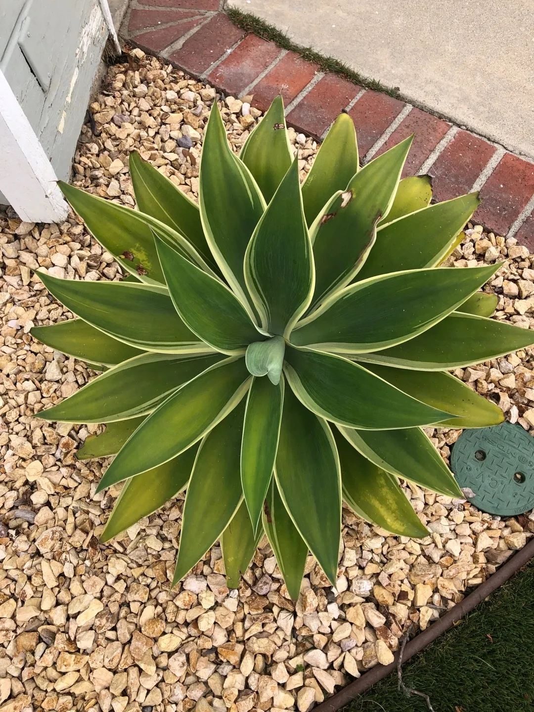 Agave attenuata