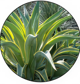Agave desmettiana